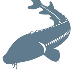 Fraser River Sturgeon Conservation Society