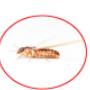 Pest Control Markham Exterminator Pest Control Markham Exterminator