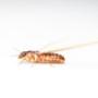 Pest Control Markham Exterminator Pest Control Markham Exterminator