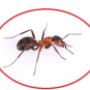 Pest Control Markham Exterminator Pest Control Markham Exterminator