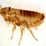 Pest Control Markham Exterminator Pest Control Markham Exterminator