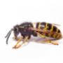 Pest Control Markham Exterminator Pest Control Markham Exterminator