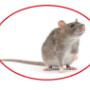 Pest Control Markham Exterminator Pest Control Markham Exterminator