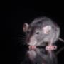 Pest Control Markham Exterminator Pest Control Markham Exterminator