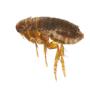 Pest Control Markham Exterminator Pest Control Markham Exterminator