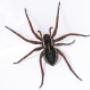 Pest Control Markham Exterminator Pest Control Markham Exterminator