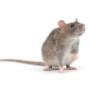 Pest Control Markham Exterminator Pest Control Markham Exterminator