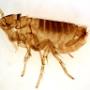 Pest Control Markham Exterminator Pest Control Markham Exterminator