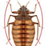 Pest Control Markham Exterminator Pest Control Markham Exterminator