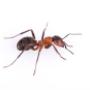 Pest Control Markham Exterminator Pest Control Markham Exterminator