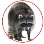 Pest Control Markham Exterminator Pest Control Markham Exterminator
