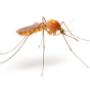 Pest Control Markham Exterminator Pest Control Markham Exterminator