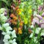 Photo Photo