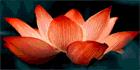New Bloom Counselling Chloe McKinley RCC