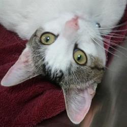 White Oaks Animal Hospital