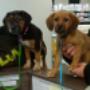Jade and Ruby in for a visit Jade and Ruby in for a visit