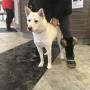Annie in for visit. Annie was rescued from the SPCA. Annie in for visit. Annie was rescued from the SPCA.