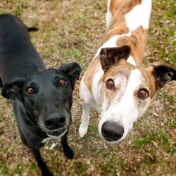Needle-Nose Greyhound Adoption