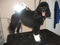 Dogma Pet Services