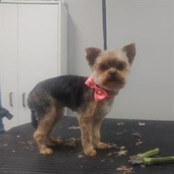 Salon Mille et Une Griffes