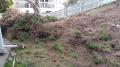 Yard Waste Cleanup