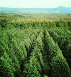 Plantation Bernier