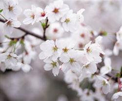 Plum Blossom Acupuncture & Herbology