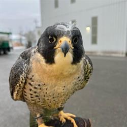 Raptors Ridge Birds of Prey
