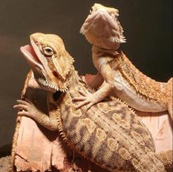 Westman Reptile Gardens