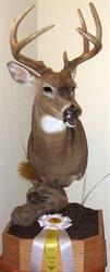 Ted's Taxidermy