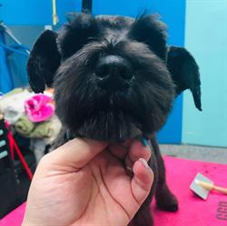 Shampooch Dog Grooming