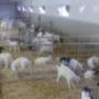 Galvanized steel gates made for local goat farmer Galvanized steel gates made for local goat farmer