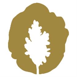 The New Oak Tree