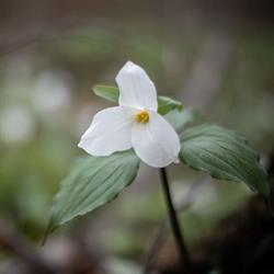 Ontario Vipassana Centre