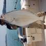 55 lb Halibut 55 lb Halibut