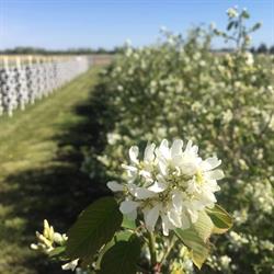 Creekside Saskatoon Berry Farm