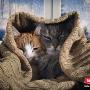 Photo Photo