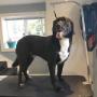 Another Happy Lab at Tidy Tails Dog Grooming near Cadboro Bay Another Happy Lab at Tidy Tails Dog Grooming near Cadboro Bay
