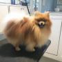 Charlie, the Happy Pomeranian, at Tidy Tails Dog Grooming near Cadboro Bay Charlie, the Happy Pomeranian, at Tidy Tails Dog Grooming near Cadboro Bay