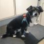 Cute Chihuahau-Cross at Tidy Tails Dog Grooming in Victoria, BC Cute Chihuahau-Cross at Tidy Tails Dog Grooming in Victoria, BC