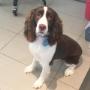 English Springer Spaniel at Tidy Tails in Cadboro Bay English Springer Spaniel at Tidy Tails in Cadboro Bay