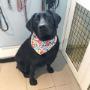 Black Lab at Tidy Tails Dog Grooming in Victoria B.C. Black Lab at Tidy Tails Dog Grooming in Victoria B.C.