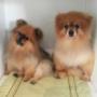 A Pair of Sleepy Pomeranians at Tidy Tails Dog Grooming near Cordova Bay A Pair of Sleepy Pomeranians at Tidy Tails Dog Grooming near Cordova Bay