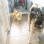 Looking Good at Tidy Tails Dog Grooming in Victoria BC! #gordonhead #cadborobay #cordovabay #saanich Looking Good at Tidy Tails Dog Grooming in Victoria BC! #gordonhead #cadborobay #cordovabay #saanich