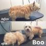 Norwich Terrier at Tidy Tails Dog Grooming in Victoria BC Norwich Terrier at Tidy Tails Dog Grooming in Victoria BC