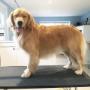 Winston, the Golden Retriever, at Tidy Tails Dog Grooming in Cadboro Bay Winston, the Golden Retriever, at Tidy Tails Dog Grooming in Cadboro Bay