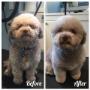 Before and After Shots of Bichon-Poodle at Tidy Tails Dog Grooming in Gordon Head Before and After Shots of Bichon-Poodle at Tidy Tails Dog Grooming in Gordon Head