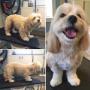 Baxter, the Bichon-Shi Tzu, at Tidy Tails Dog Grooming near Cordova Bay Baxter, the Bichon-Shi Tzu, at Tidy Tails Dog Grooming near Cordova Bay