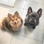 Pomeranian, Kobe, and French Bulldog, Tyson, at Tidy Tails Doggy Daycare in Gordon Head Pomeranian, Kobe, and French Bulldog, Tyson, at Tidy Tails Doggy Daycare in Gordon Head