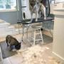 Welcome to Tidy Tails Dog Grooming in Victoria BC! Welcome to Tidy Tails Dog Grooming in Victoria BC!